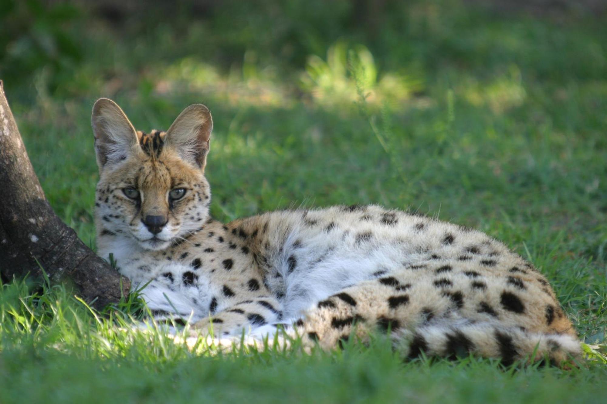 Emdoneni Lodge With Zululand Cat Conservation Project Hluhluwe Exterior photo