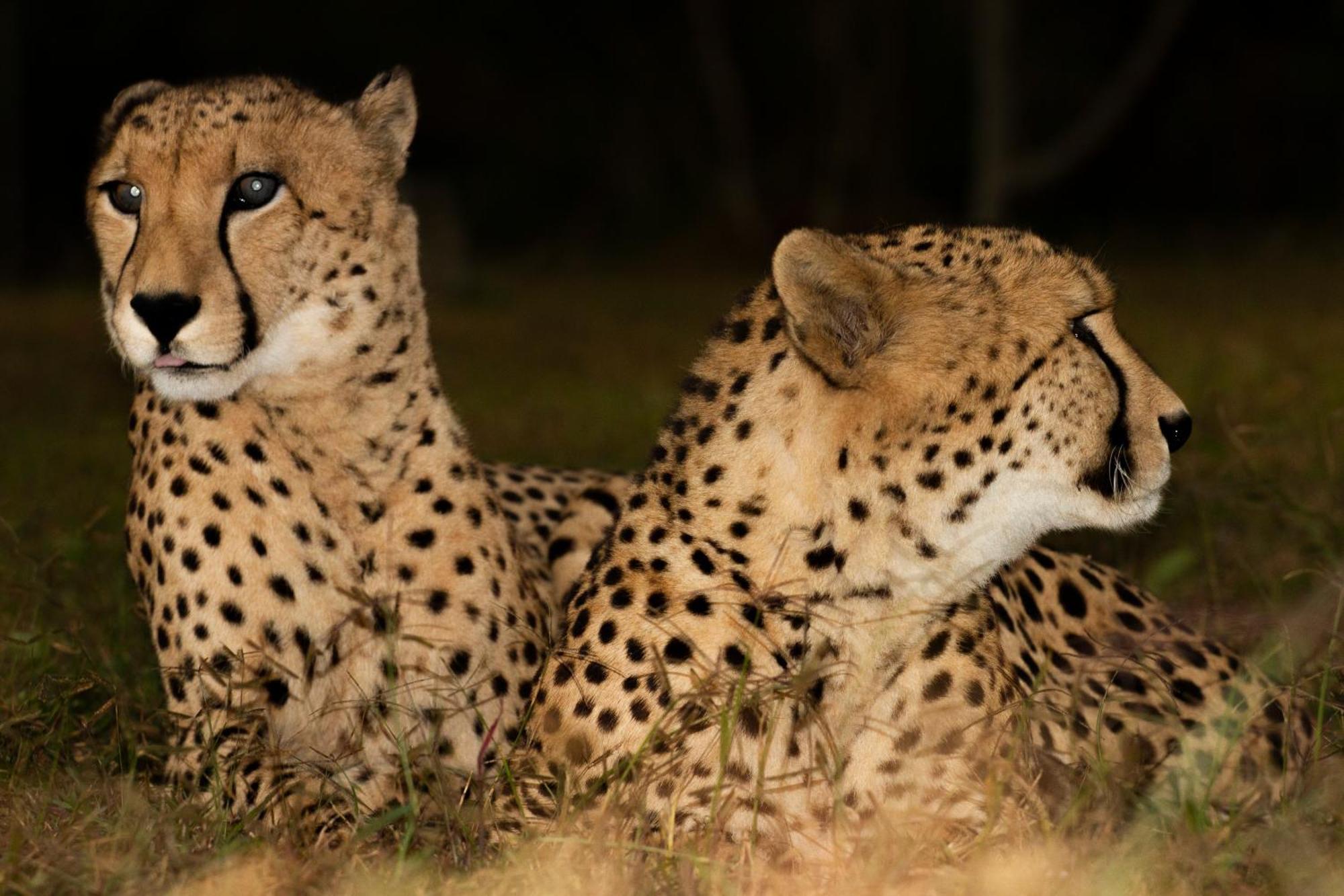 Emdoneni Lodge With Zululand Cat Conservation Project Hluhluwe Exterior photo